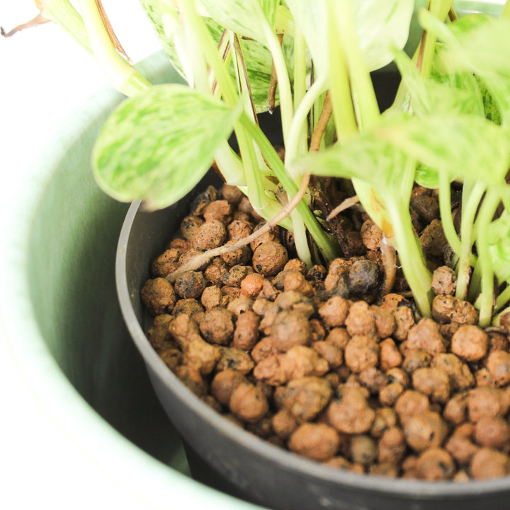 Epipremnum Marble Queen - Hydro M Foliage Dreams