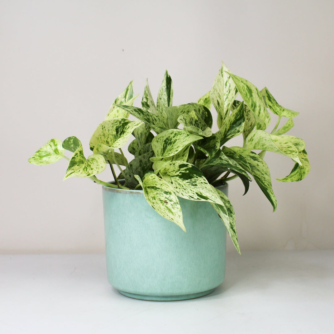 Epipremnum Marble Queen - Hydro M Foliage Dreams