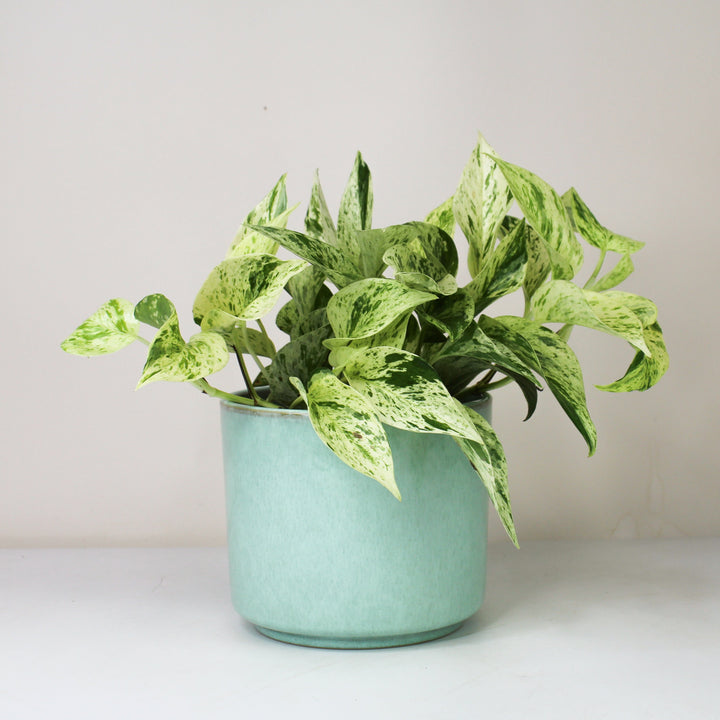 Epipremnum Marble Queen - Hydro M Foliage Dreams