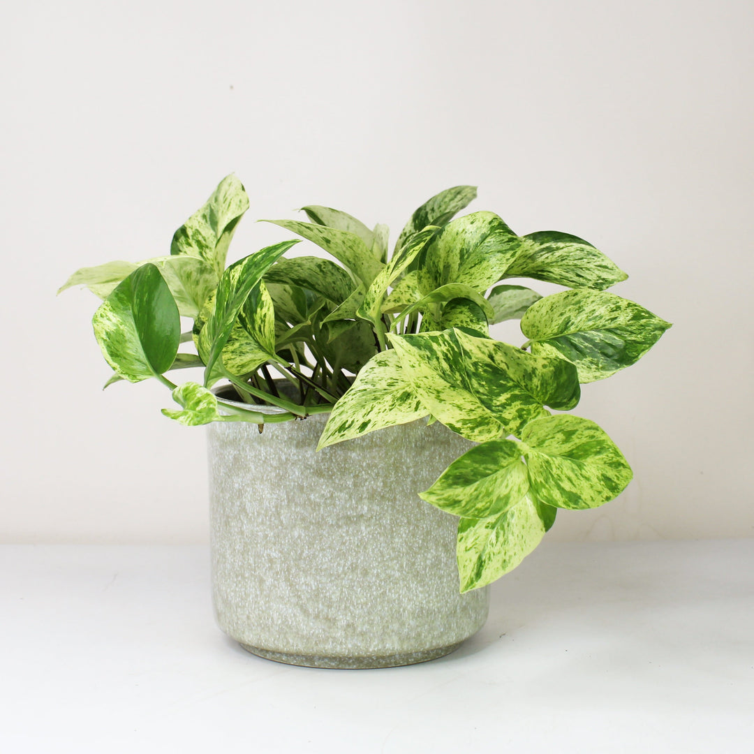 Epipremnum Marble Queen - Hydro M Foliage Dreams