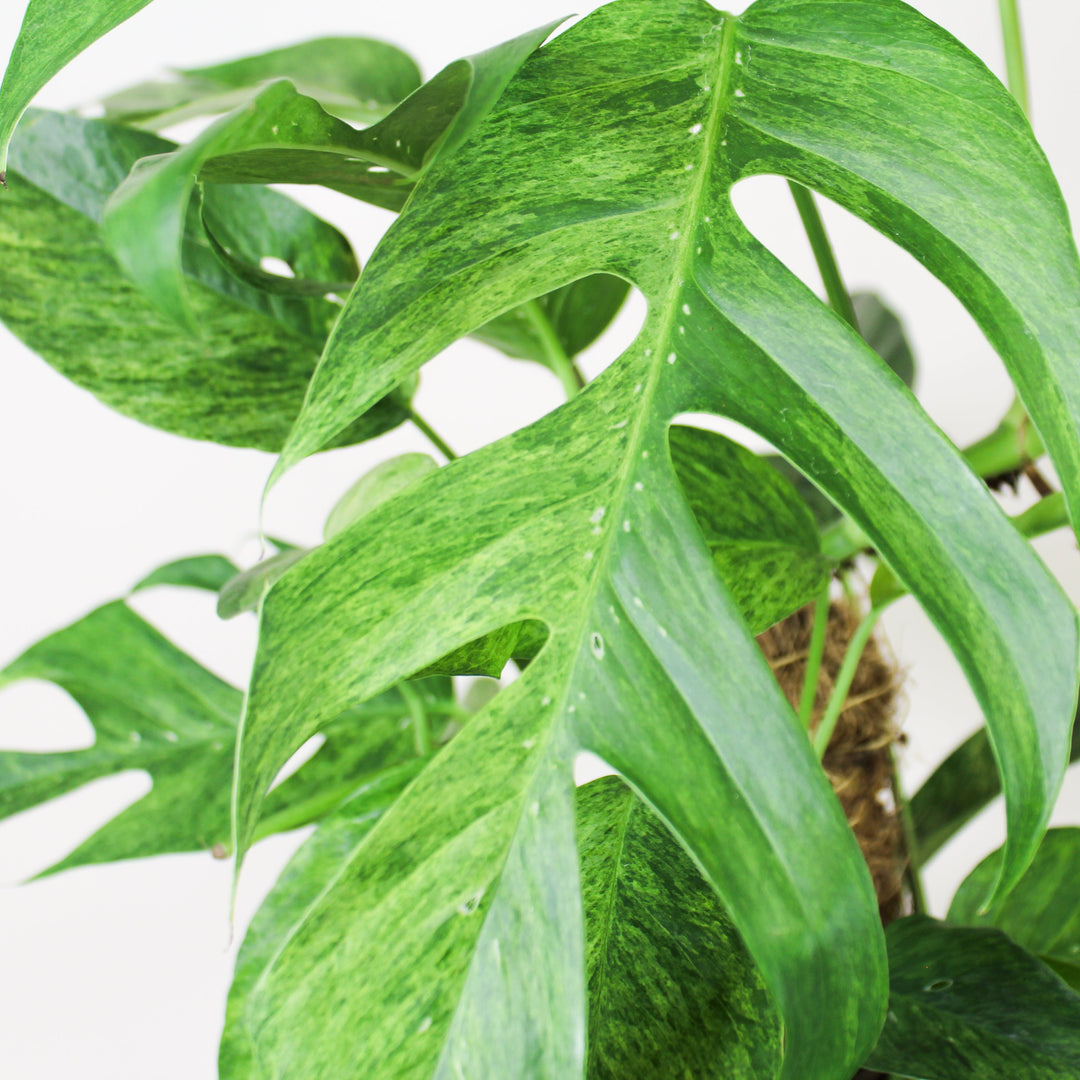 Epipremnum Pinnatum 'Blue Form' Marble Variegata (Efeutute) L Foliage Dreams