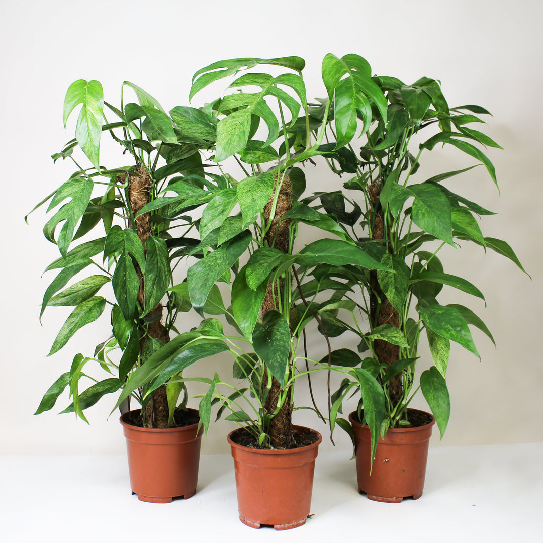 Epipremnum Pinnatum 'Blue Form' Marble Variegata (Efeutute) L Foliage Dreams