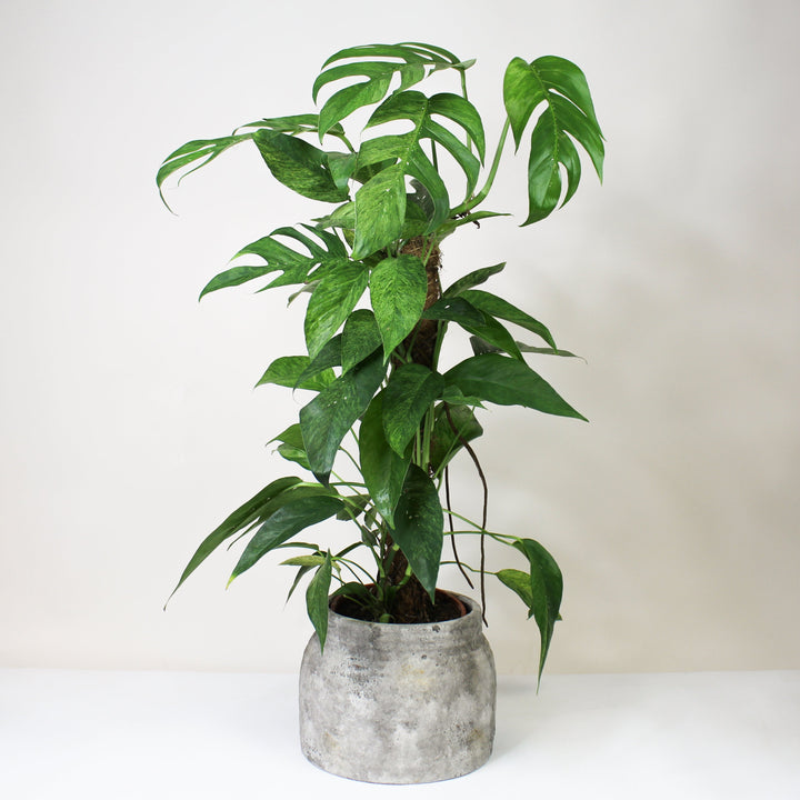 Epipremnum Pinnatum 'Blue Form' Marble Variegata (Efeutute) L Foliage Dreams