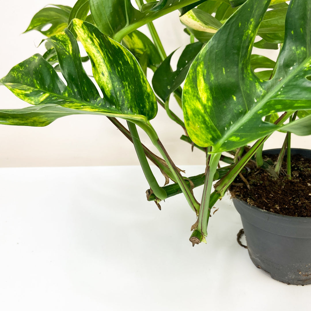 Epipremnum Pinnatum Cintho Goldfinger L Foliage Dreams