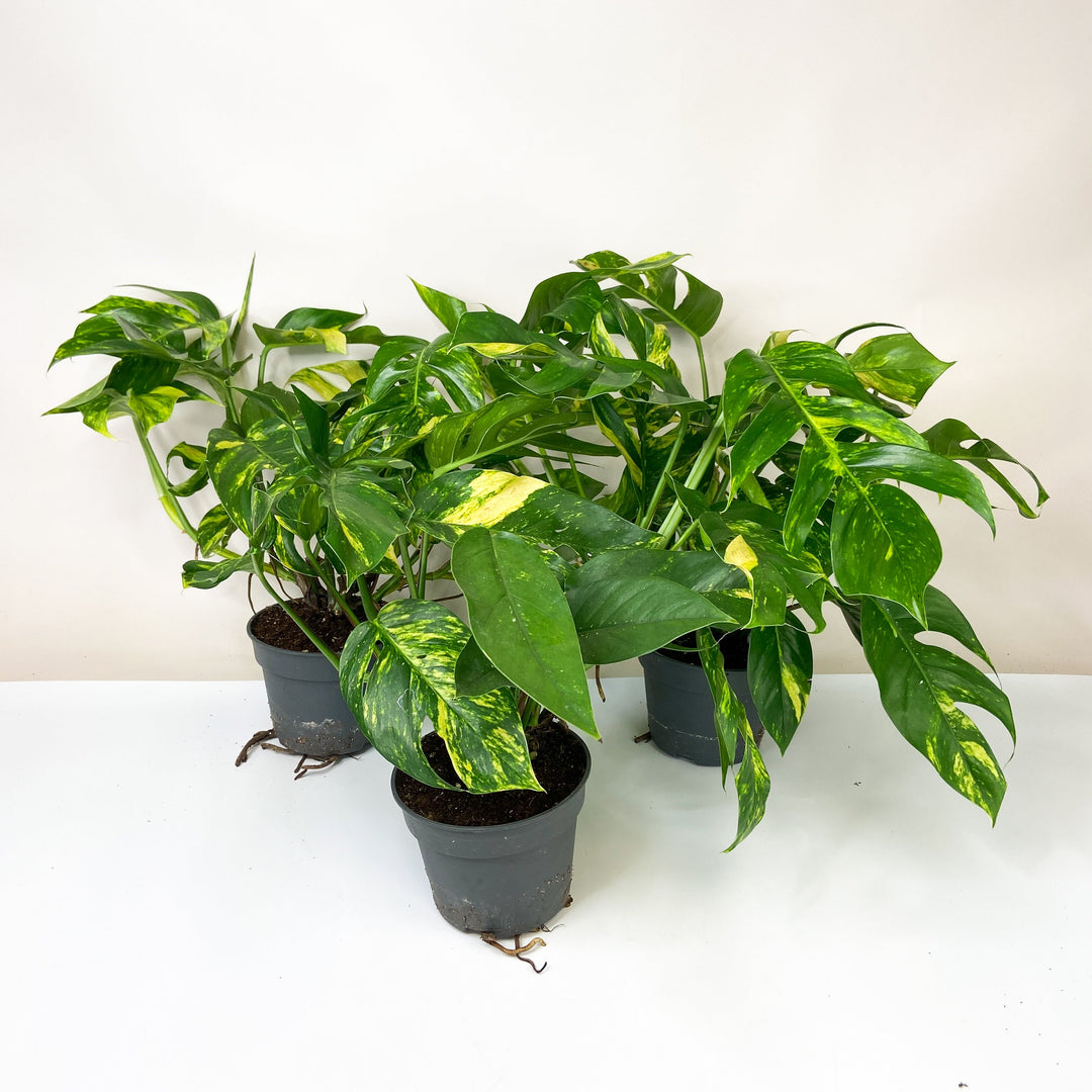 Epipremnum Pinnatum Cintho Goldfinger L Foliage Dreams