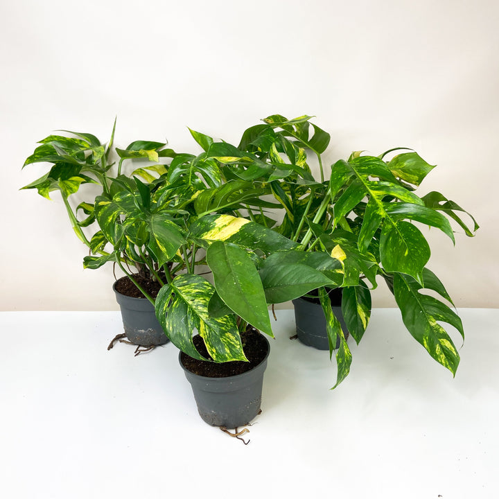 Epipremnum Pinnatum Cintho Goldfinger L Foliage Dreams