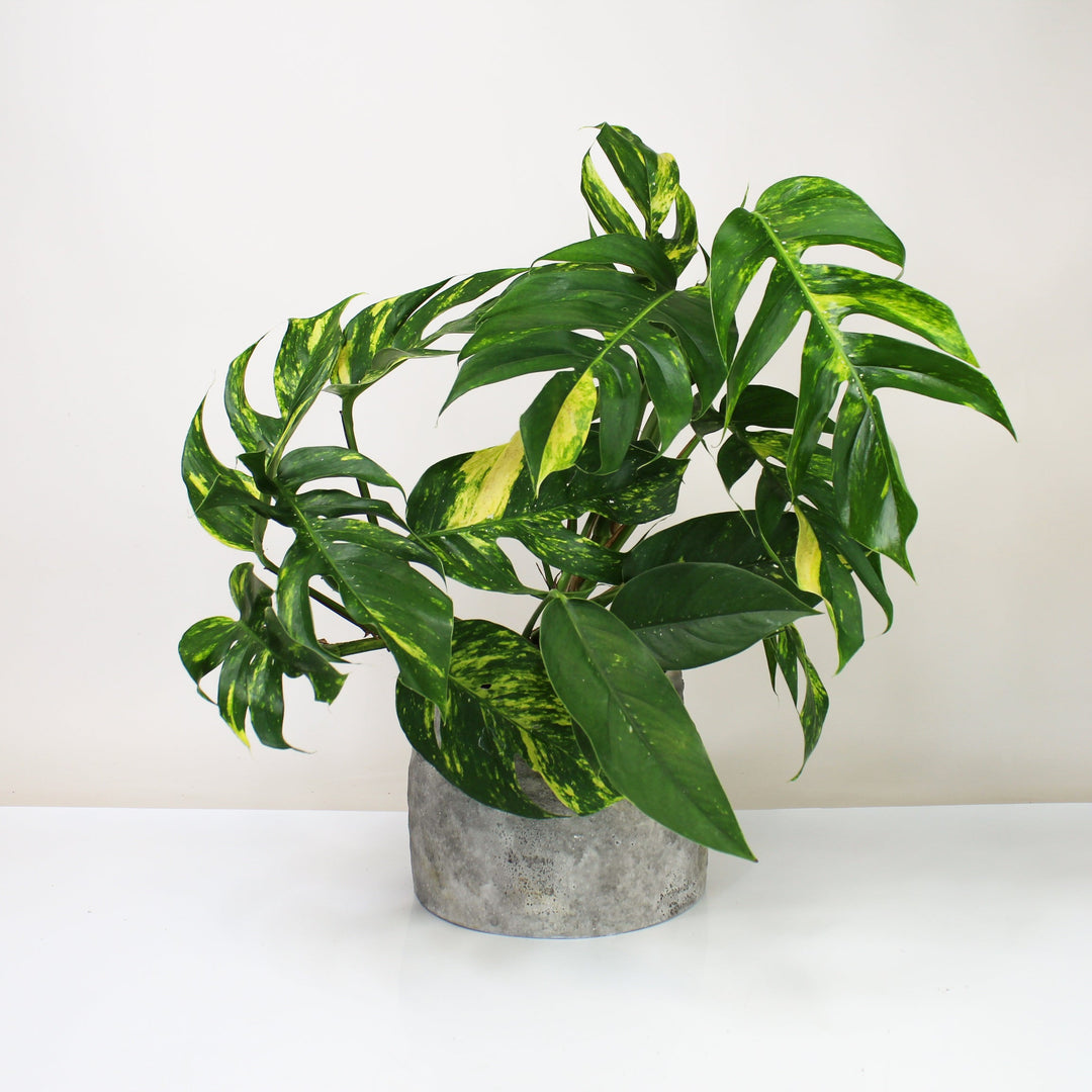 Epipremnum Pinnatum Cintho Goldfinger L Foliage Dreams