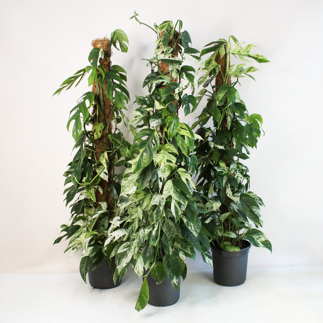 Epipremnum Pinnatum Marble Variegata Foliage Dreams