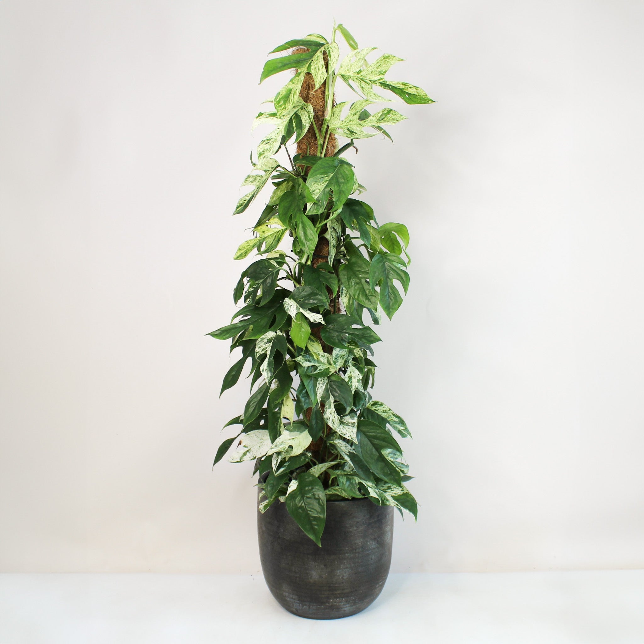 Epipremnum Pinnatum Marble Variegata – Foliage Dreams