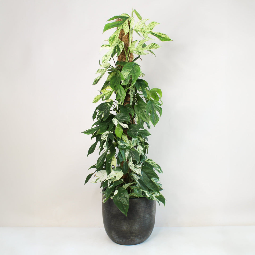 Epipremnum Pinnatum Marble Variegata XL Foliage Dreams