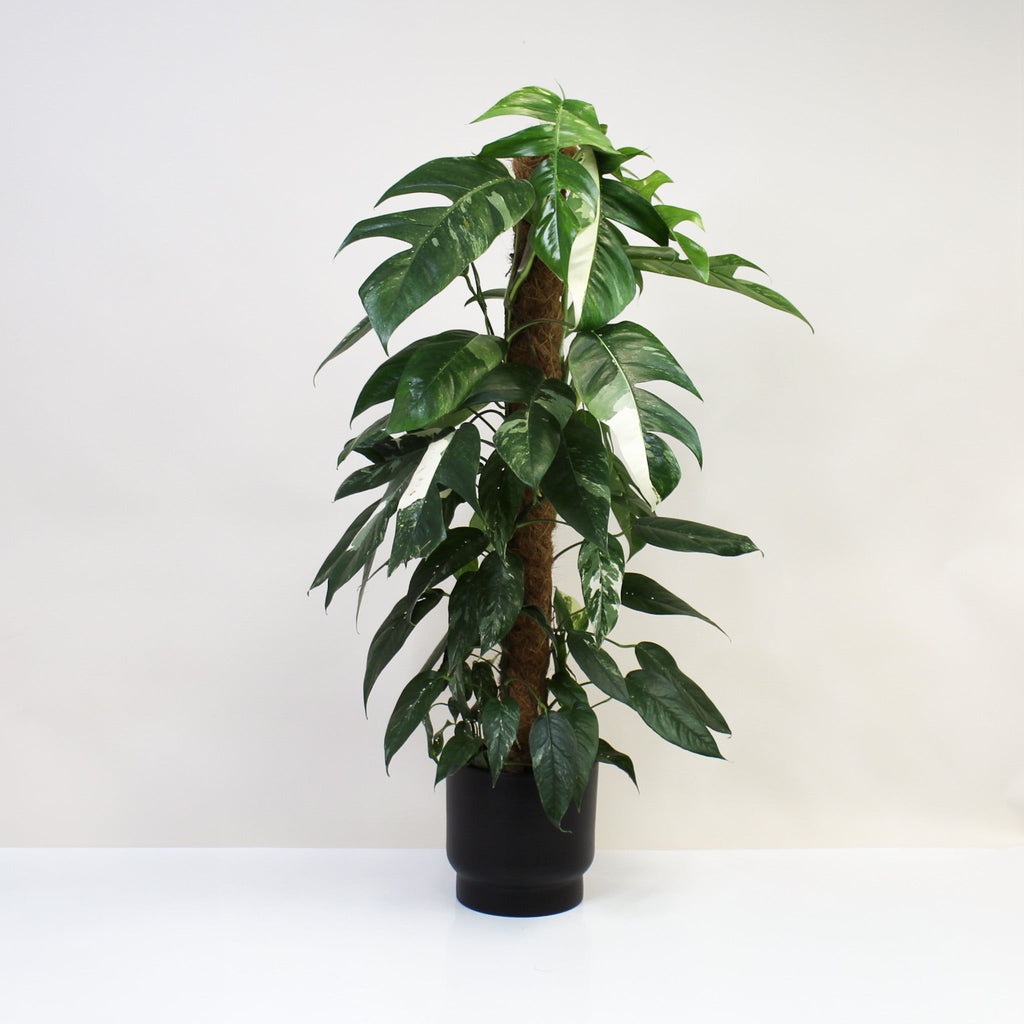epipremnum pinnatum variegata albo Epipremnum Pinnatum Variegata Albo – Foliage Dreams