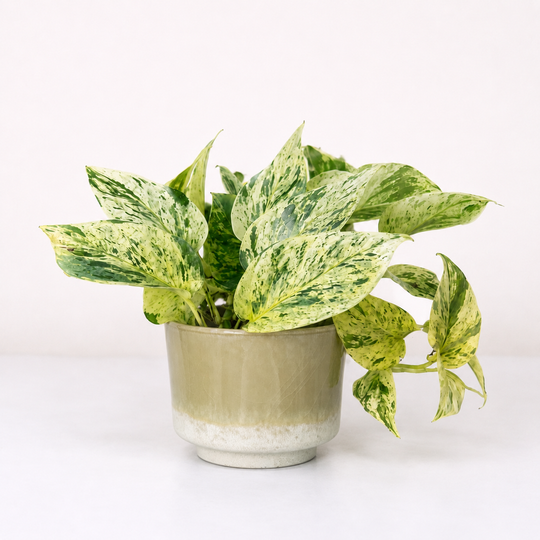 Epipremnum Snow Leopard (Efeutute) Foliage Dreams
