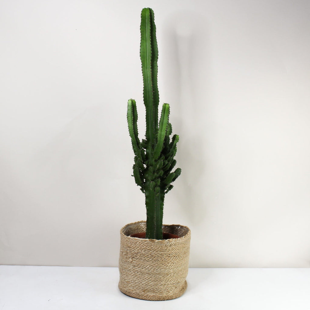 Euphorbia Eritrea (Kaktus) – Foliage Dreams