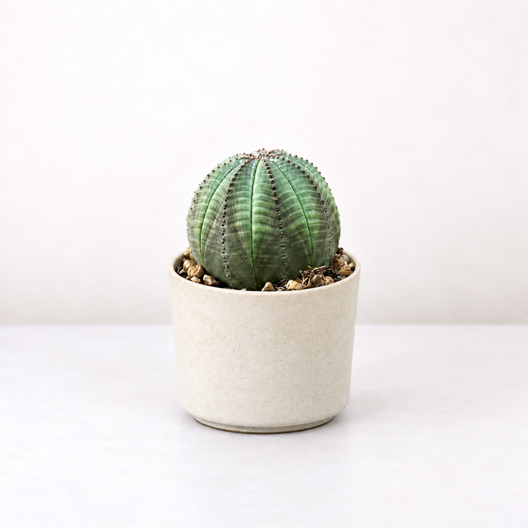 Euphorbia Obesa Foliage Dreams