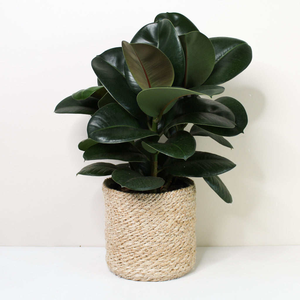 Ficus elastica 'Robusta' (Gummibaum) – Foliage Dreams