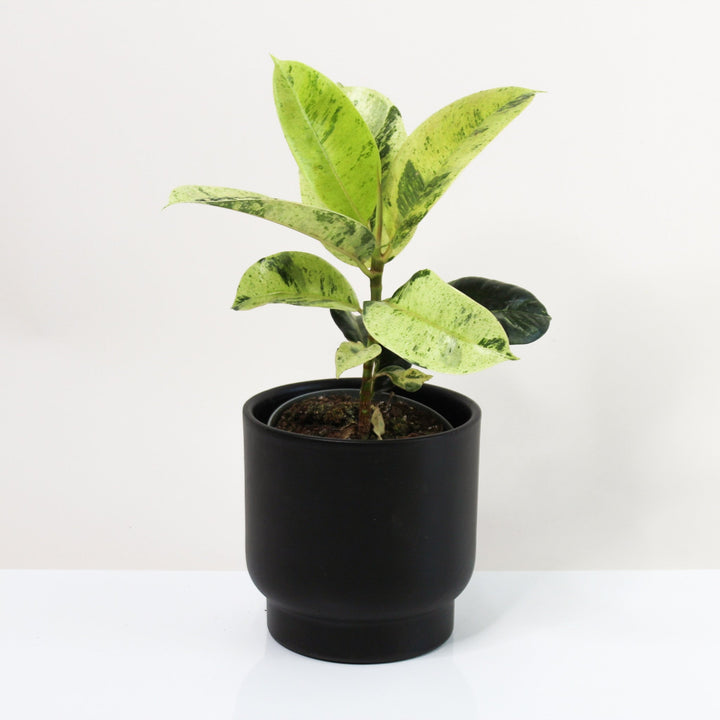 Ficus Shivereana Moonshine M Foliage Dreams