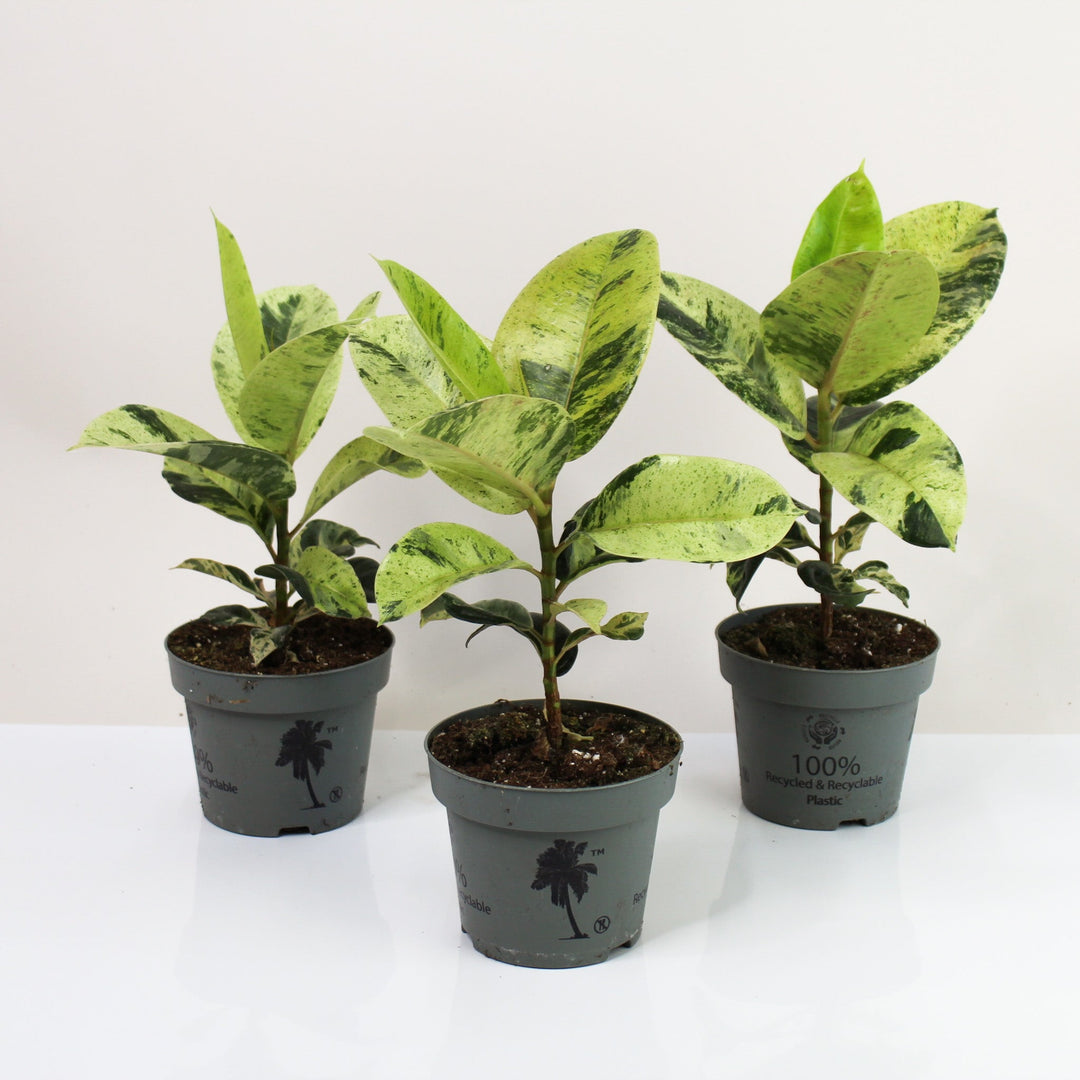 Ficus Shivereana Moonshine M Foliage Dreams