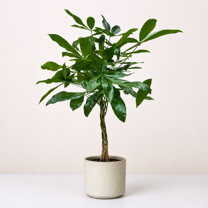 Glückskastanie (Pachira Aquatica) Foliage Dreams
