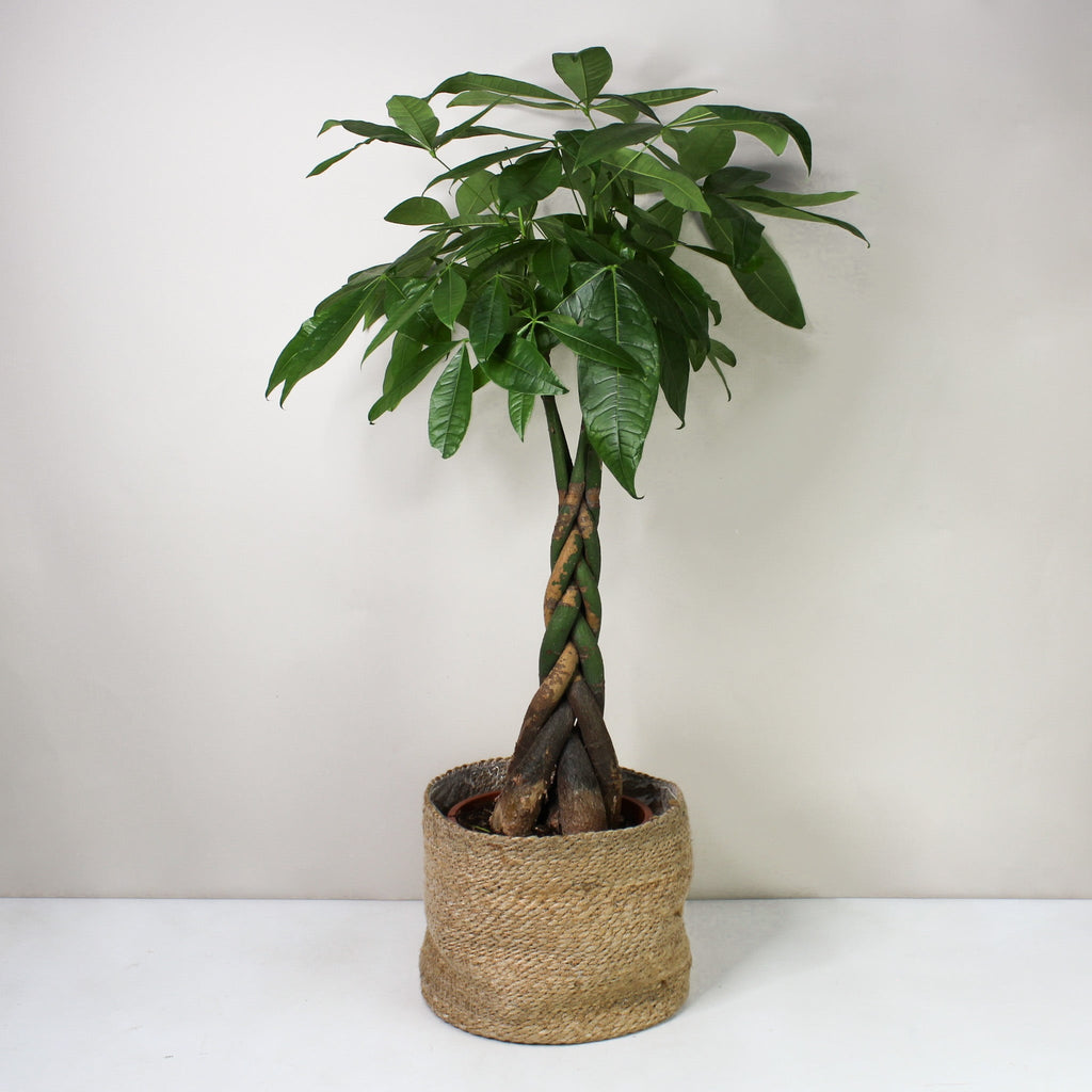 Glückskastanie (Pachira Aquatica) – Foliage Dreams