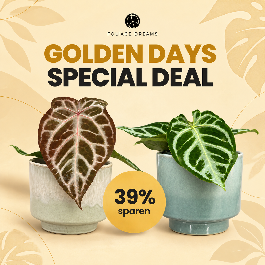 Golden Days 26 Special Deal - Anthurium Red Crystal Blush + Anthurium Brielle Foliage Dreams