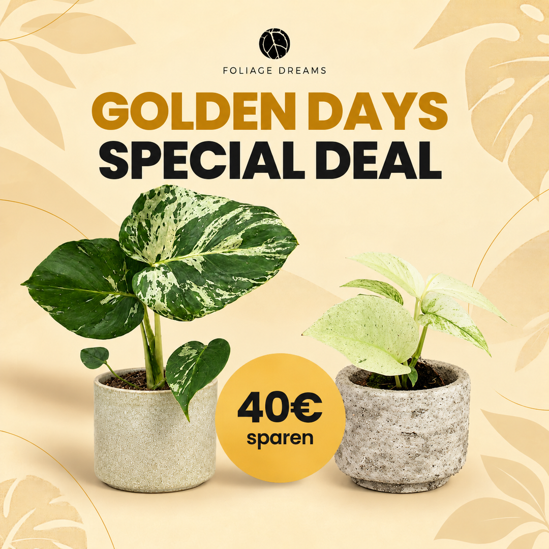 Golden Days 26 Special Deal - Monstera Bulbasaur + Monstera Laniata Mint Foliage Dreams