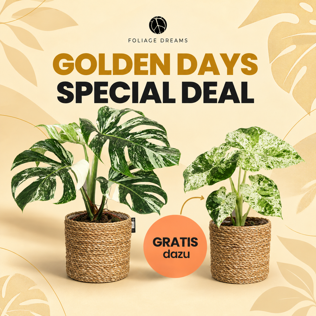 Golden Days 26 Special Deal - Monstera Variegata viel + Alocasia Macr. Splash M Foliage Dreams