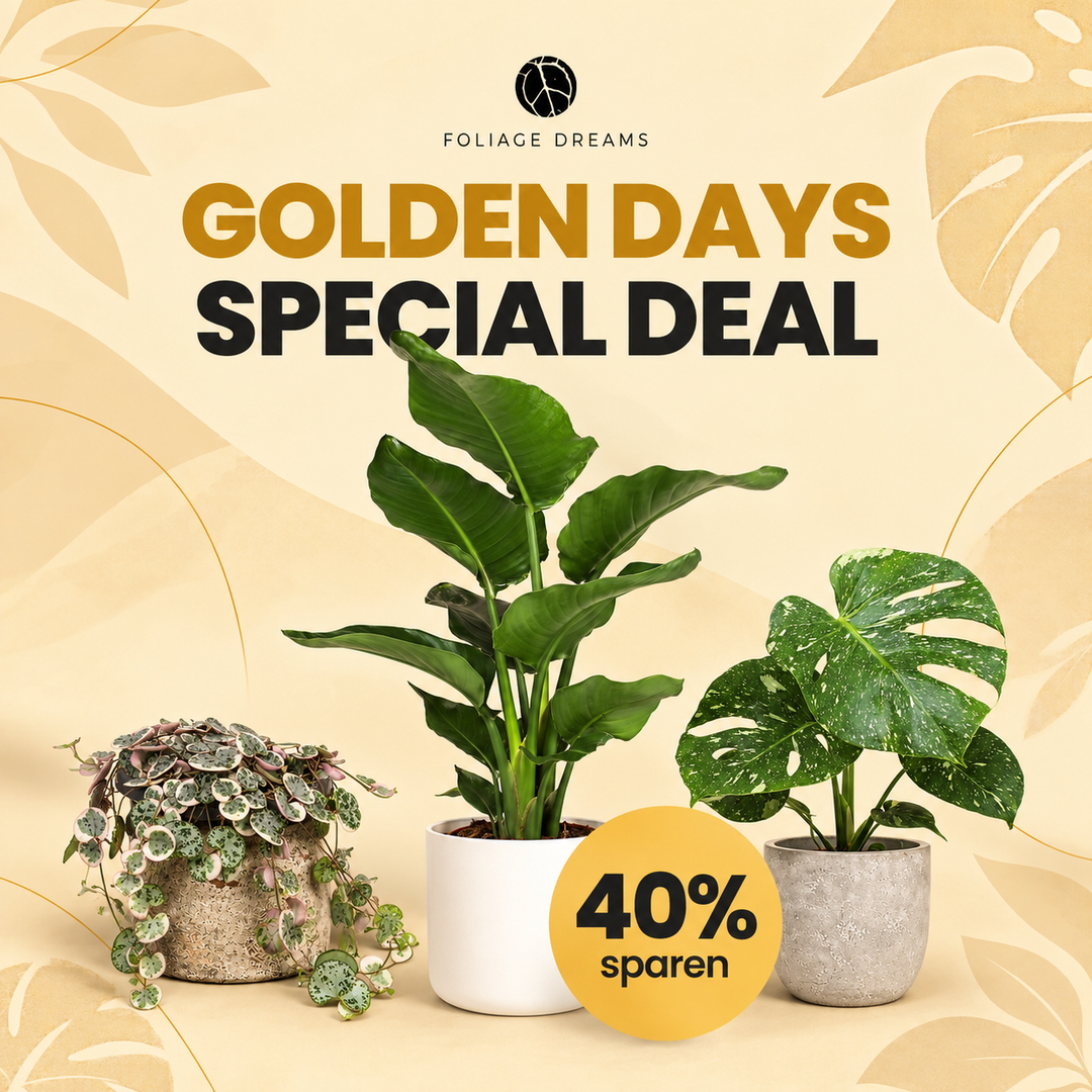 Golden Days 26 Special Deal - Strelitzia Nicolai L + M. Thai Constellation M + String of Hearts Var. M Foliage Dreams