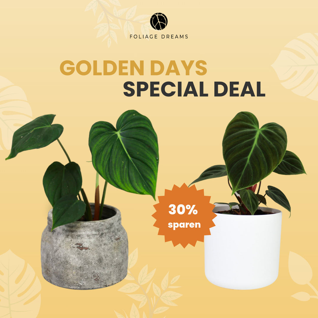 Golden Days Special Deal -1 - Philodendron McDowell + Philodendron el Choco red Foliage Dreams