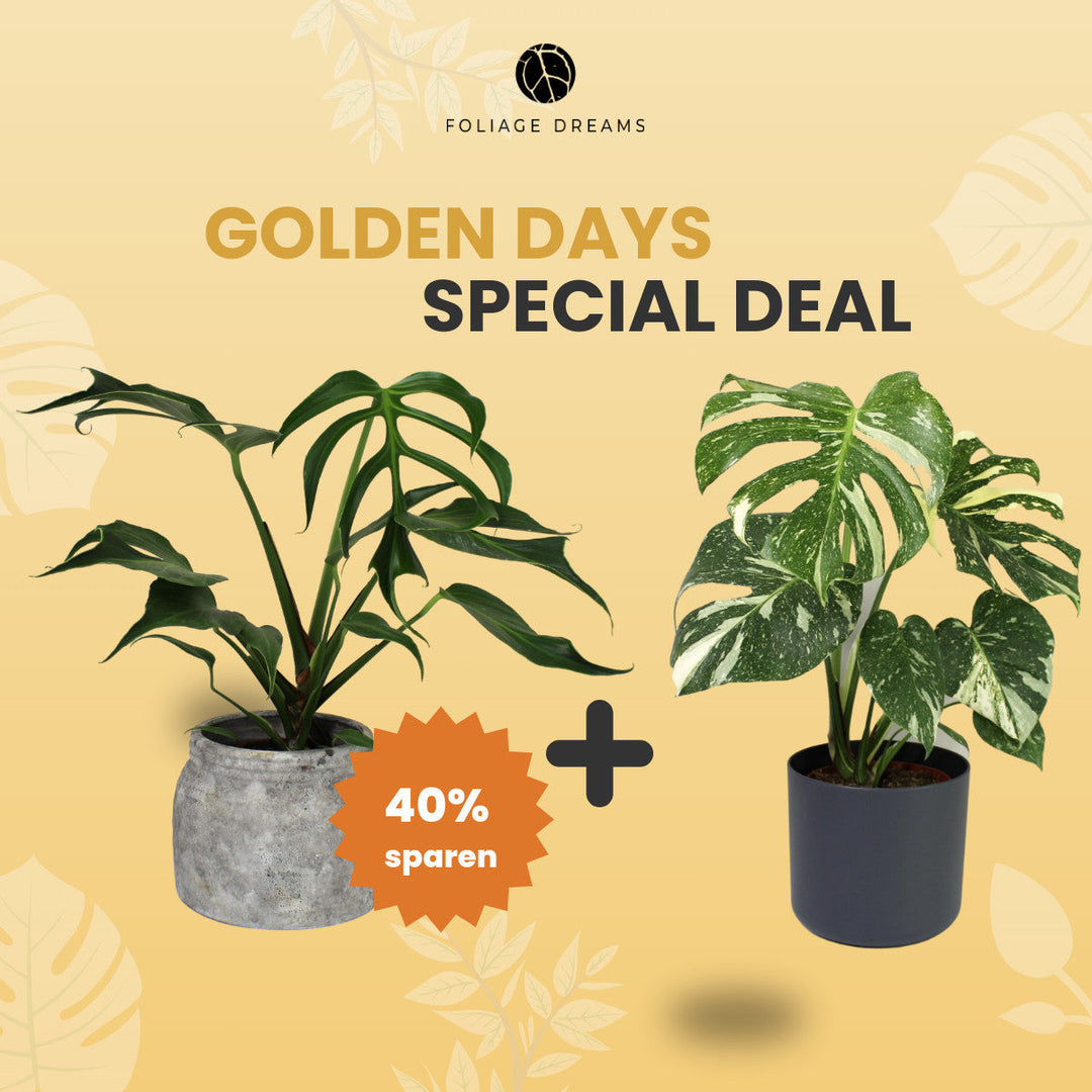 Golden Days Special Deal - 2 - M. Burle Marx Flame L + M. Thai Constellation L Foliage Dreams