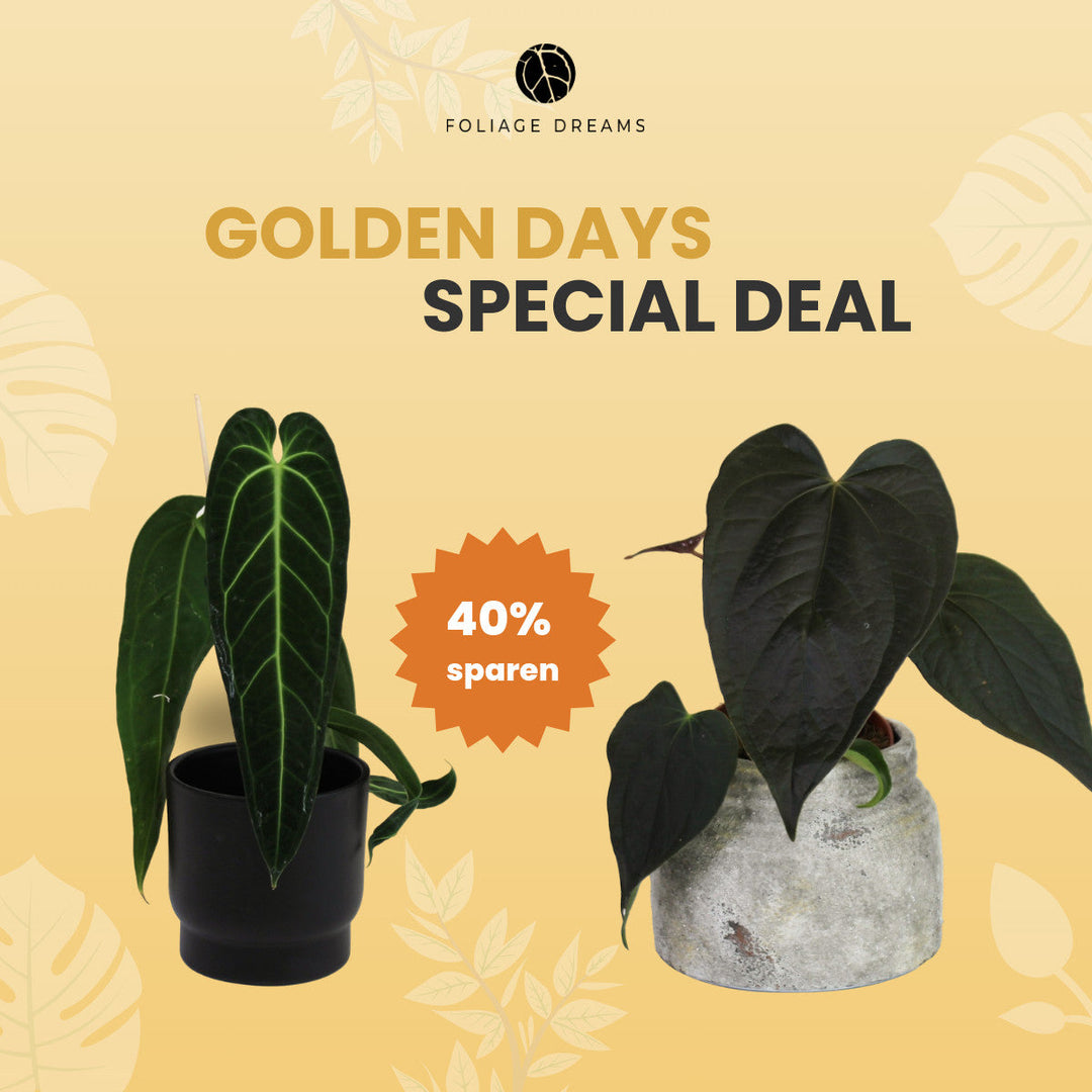 Golden Days Special Deal - 3  - An. Warocqueanum + An. Queen of hearts Foliage Dreams