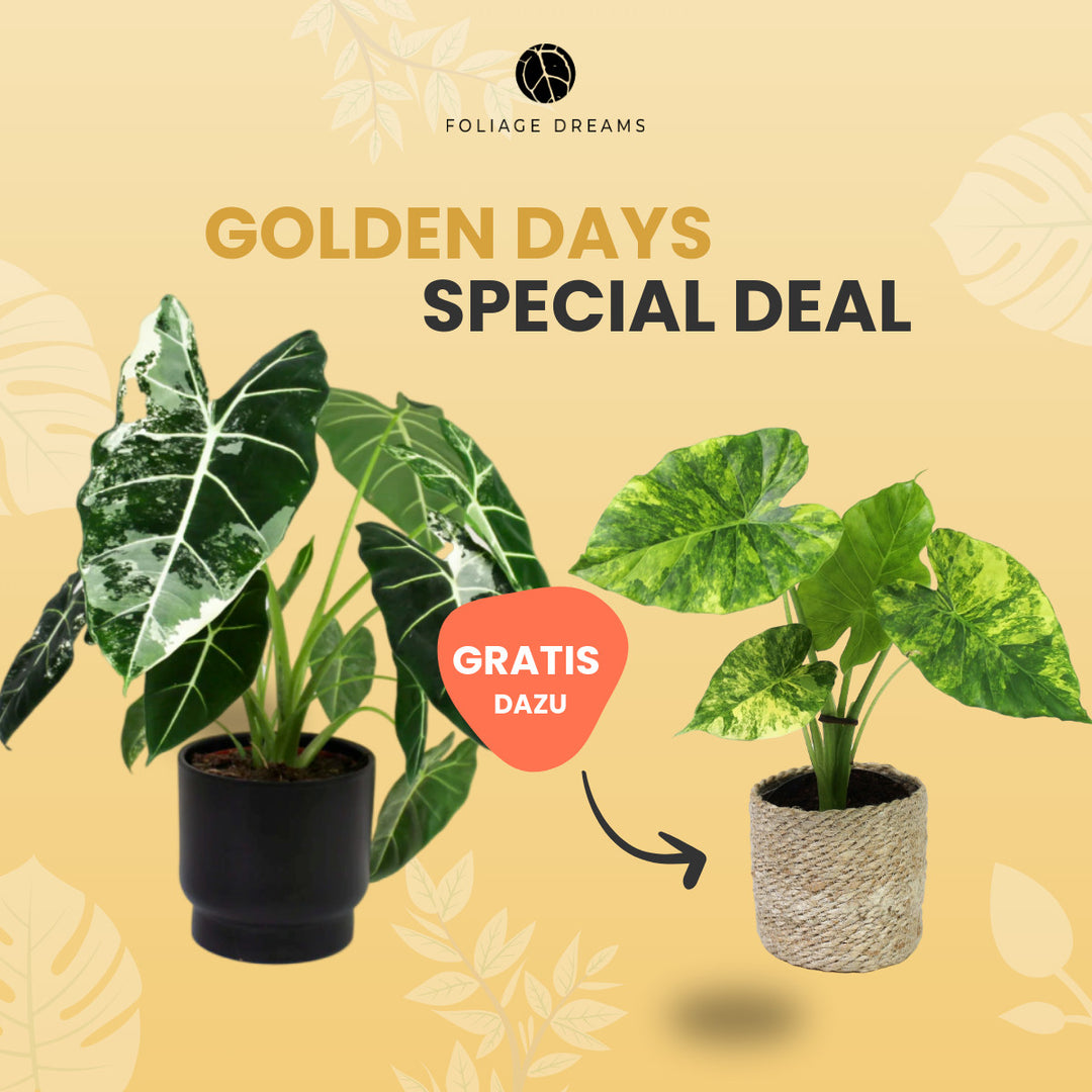 Golden Days Special Deal - 5  -  Alocasia Frydek Variegata ⌀19cm + Alocasia Gageana Aurea Foliage Dreams