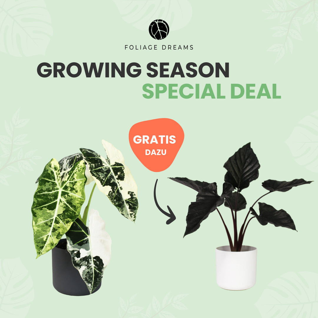 Growing Season Special Deal Alocasia Frydek variegata + Alocasia Antoro Velvet Foliage Dreams