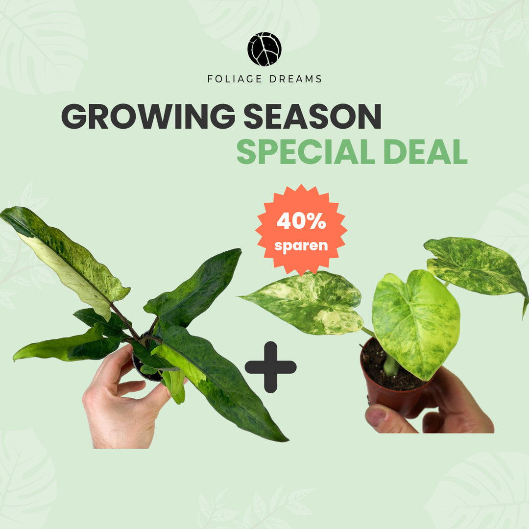 Growing Season Special Deal Alocasia Lauterbachiana Variegata + Alocasia Gageana Aurea Foliage Dreams