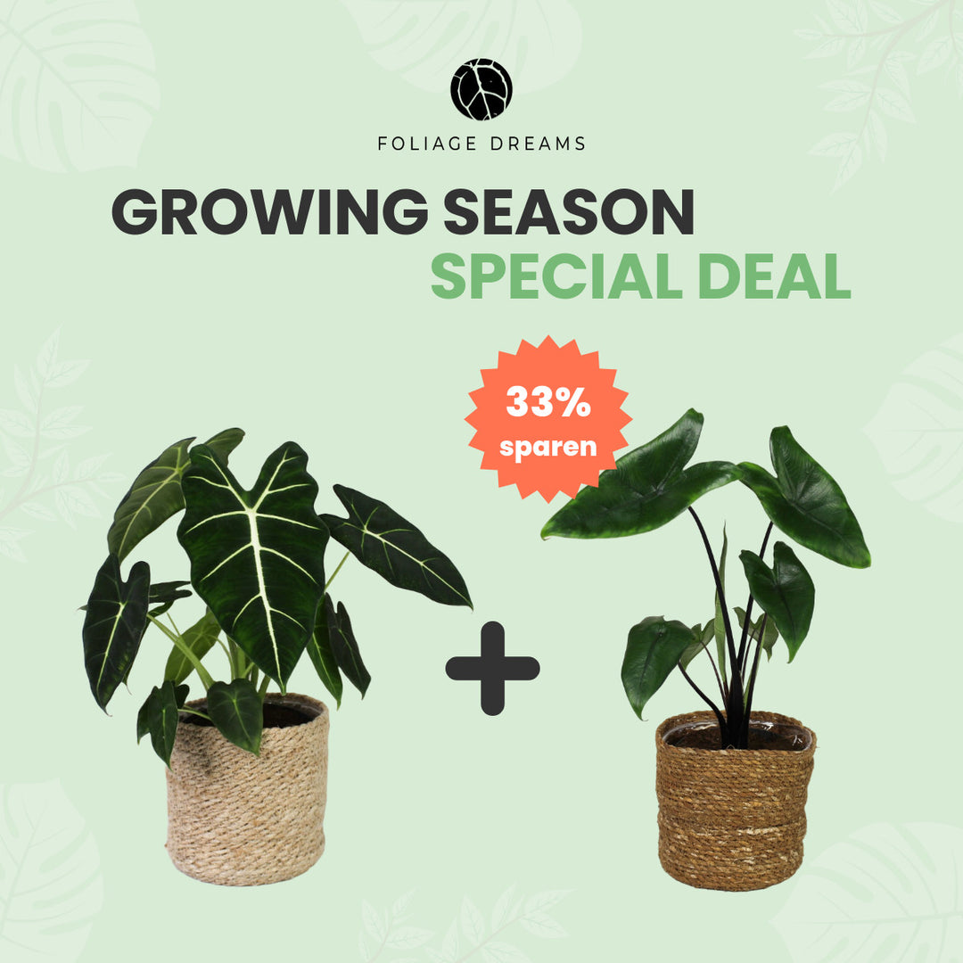 Growing Season Special Deal Alocasia Micholitziana 'Frydek' L + Alocasia Black Zebrina Foliage Dreams