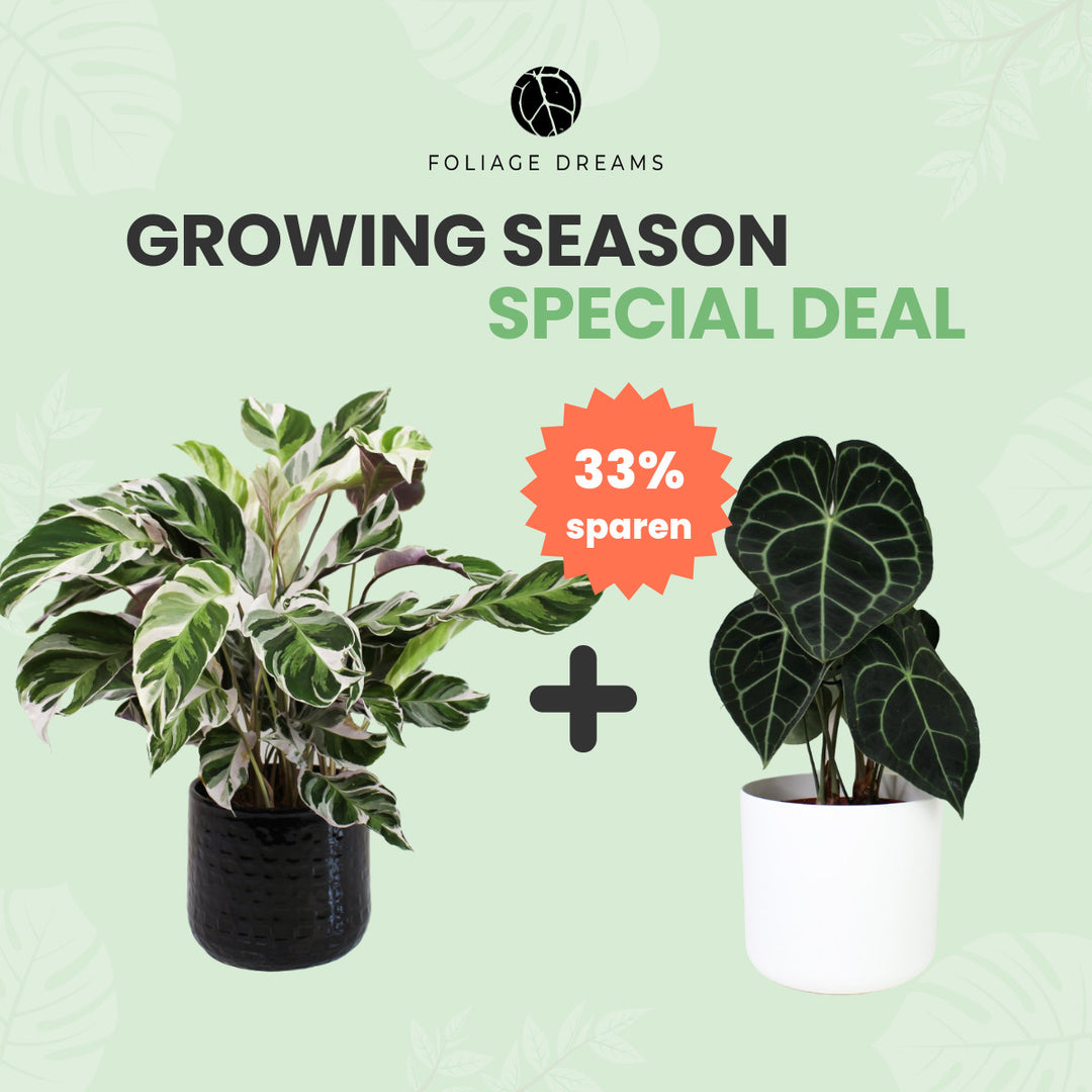 Growing Season Special Deal Anthurium Clarinervium + Calathea White Fusion Foliage Dreams