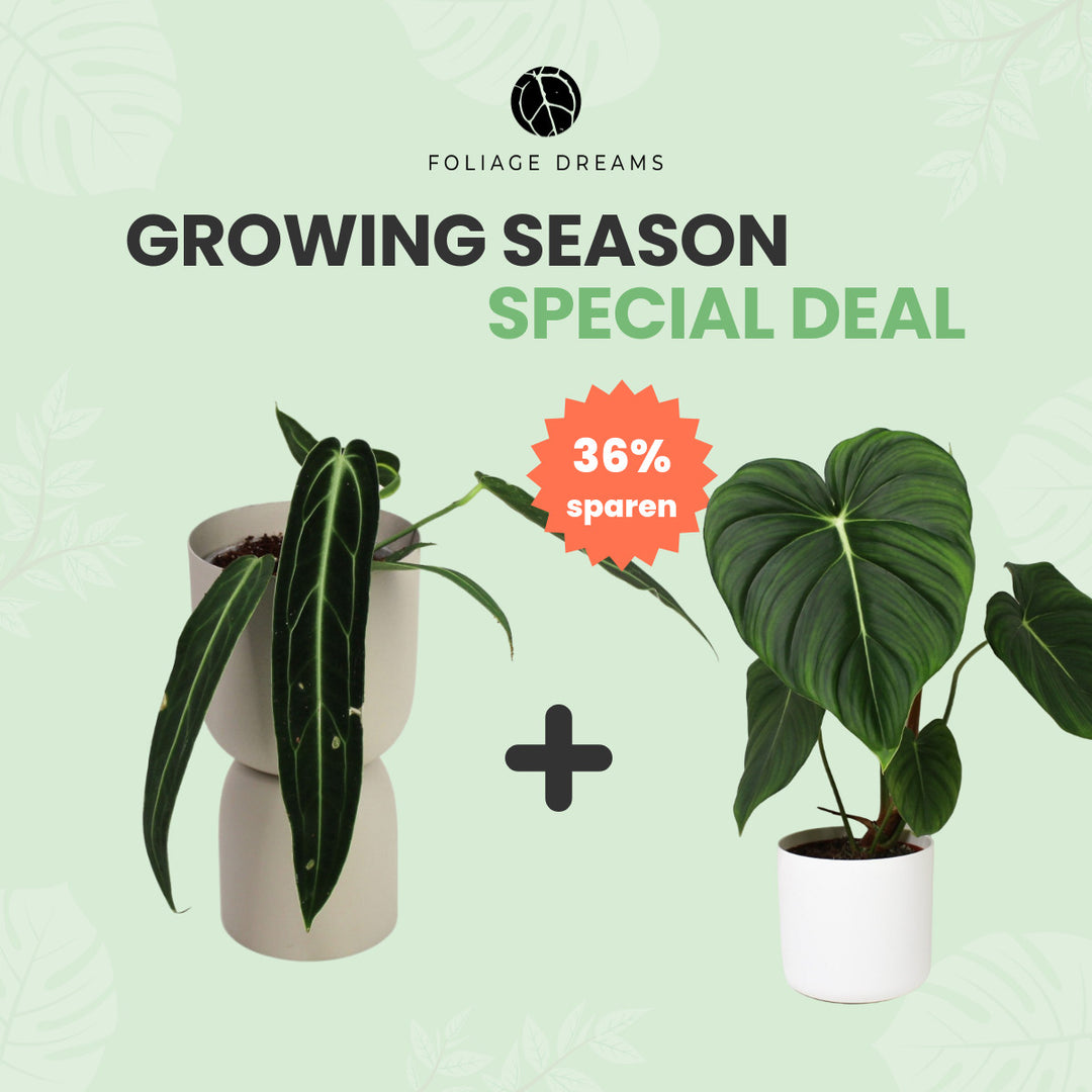 Growing Season Special Deal Anthurium Warocqueanum + Philodendron McDowell Foliage Dreams