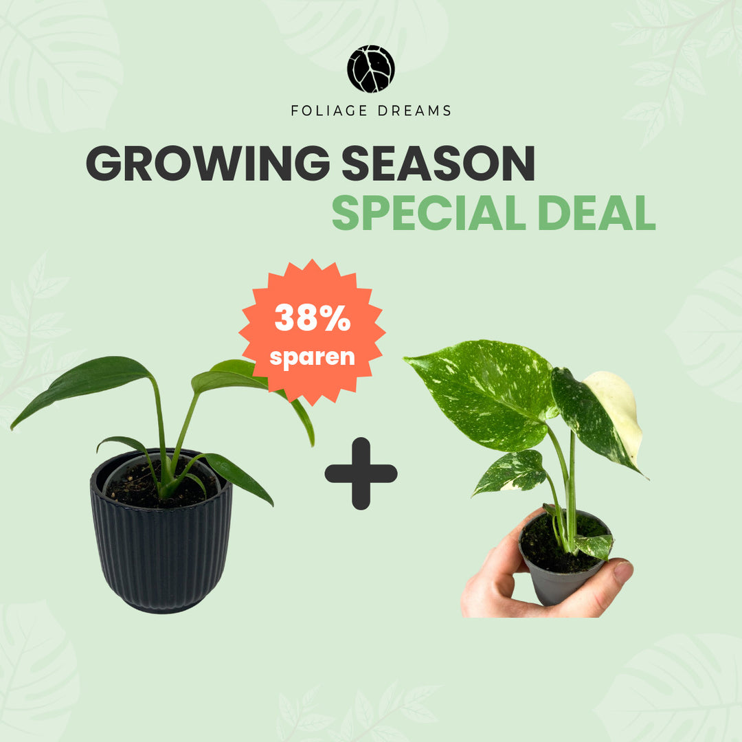 Growing Season Special Deal Monstera Burle Marx Flame Baby + Monstera Thai Constellation Baby Foliage Dreams