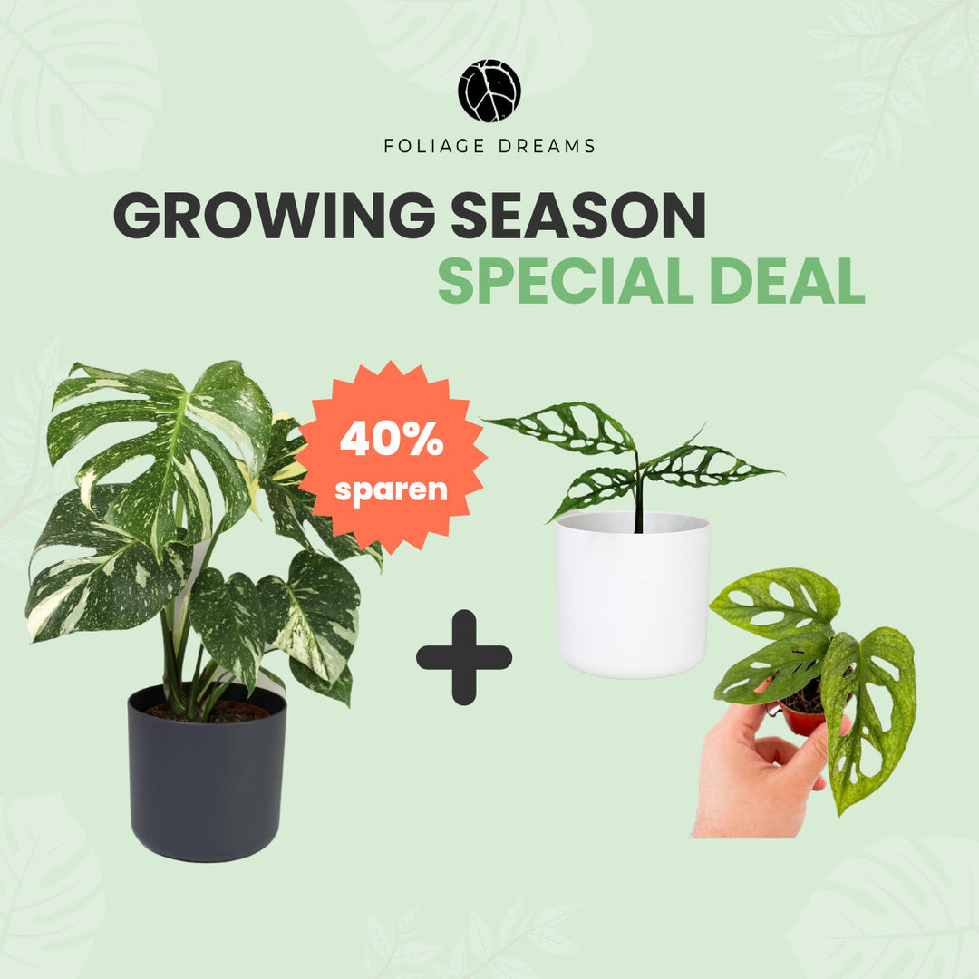 Growing Season Special Deal Monstera Thai constellation L + Monstera Obliqua peru + M. Adansonii Mint Baby Foliage Dreams