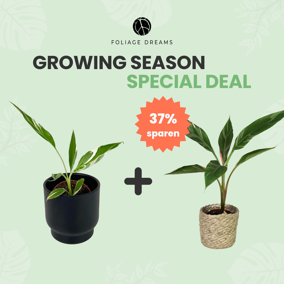 Growing Season Special Deal Musa variegata + Musa nono Foliage Dreams