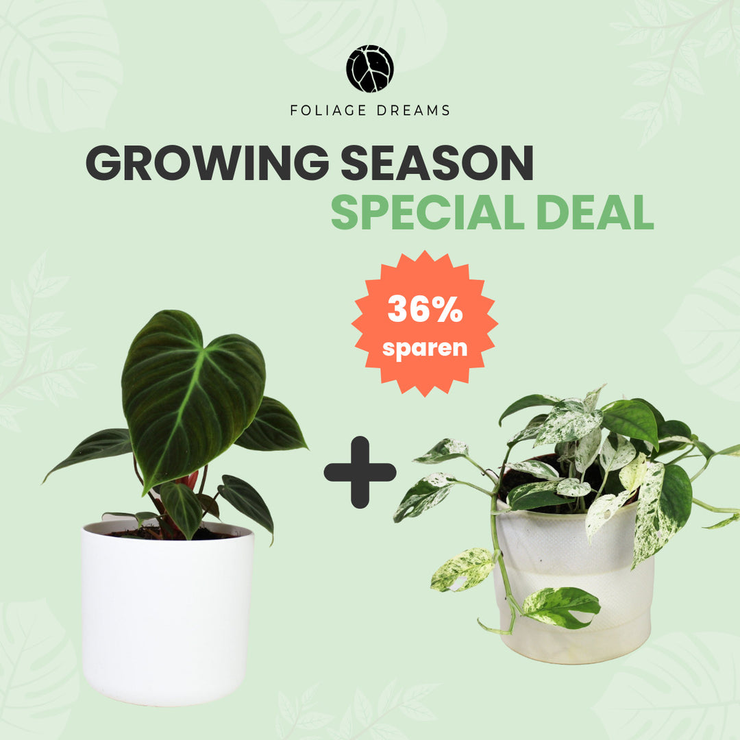Growing Season Special Deal Philodendron El Choco Red M + Epipremnum Marble Variegata M Foliage Dreams