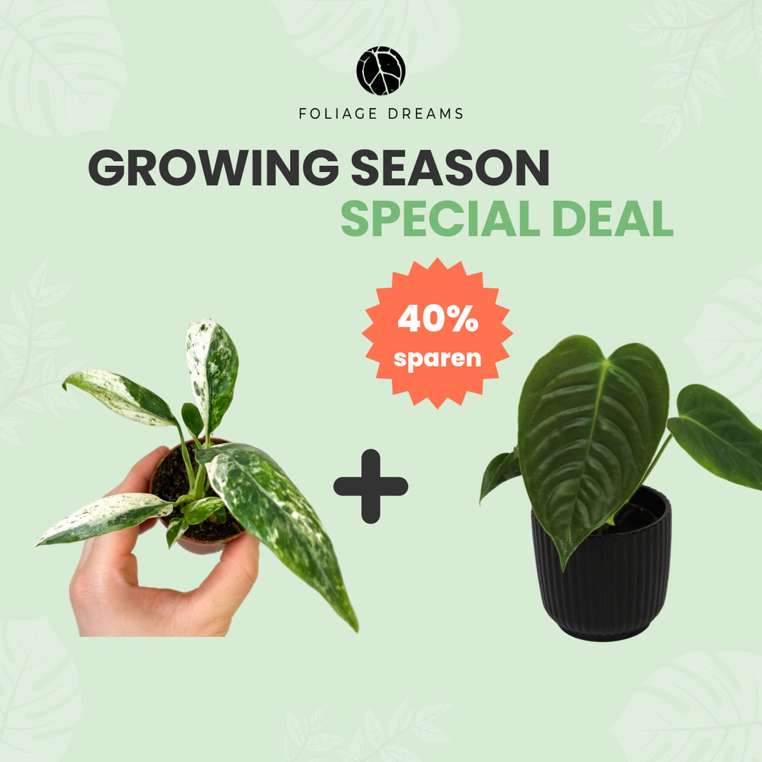 Growing Season Special Deal Rhaphidophora Puberula Variegata Baby + Anthurium Veitchii Baby Foliage Dreams