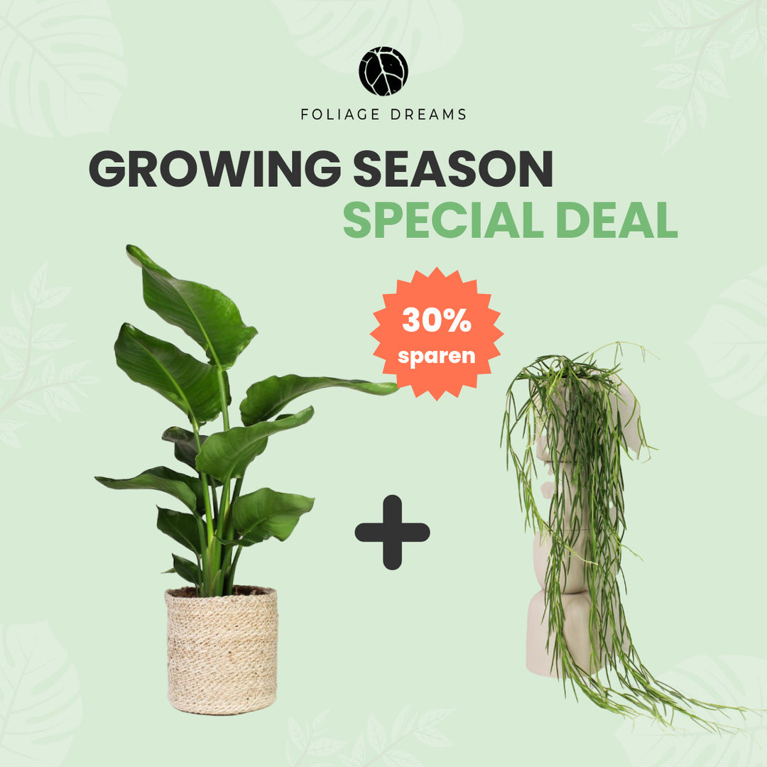 Growing Season Special Deal Strelitzia Nicolai + Hoya linearis Foliage Dreams