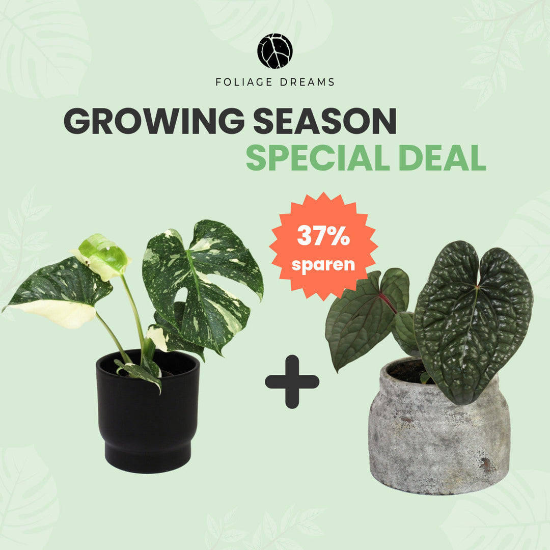 Growing Season Special Monstera Thai Constellation M + Anthurium Luxurians M Foliage Dreams