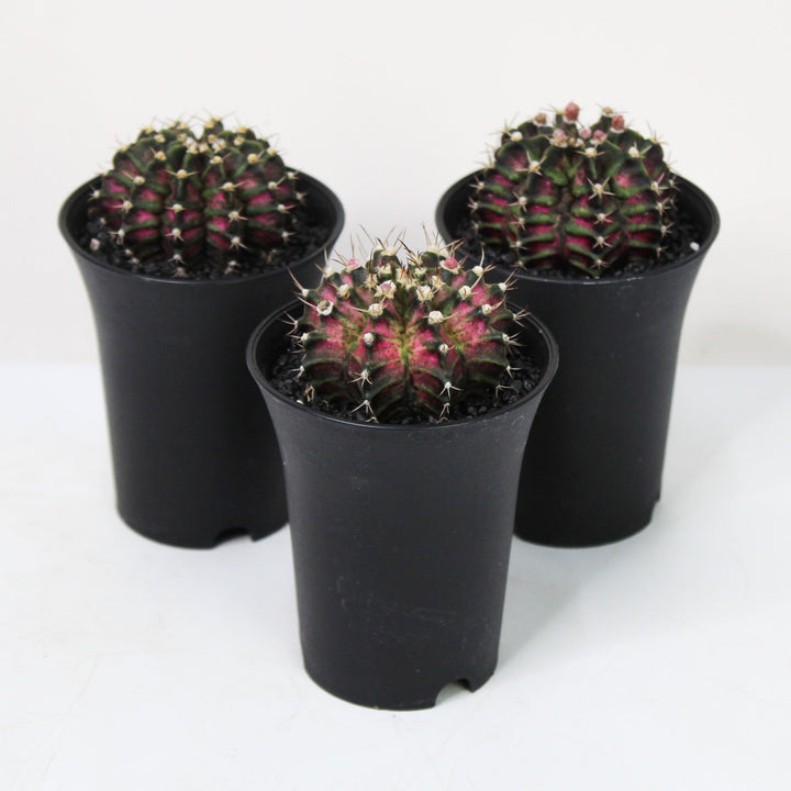 Gymno Cactus 't-rex Hybrid Pink' Foliage Dreams