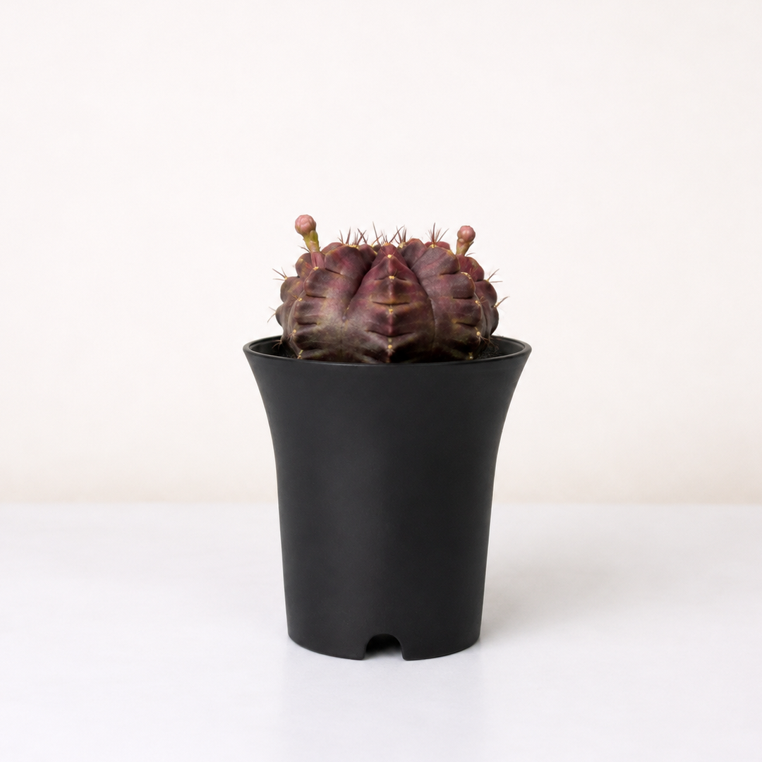 Gymnocalycium mihanovichii Purple Nebula Foliage Dreams