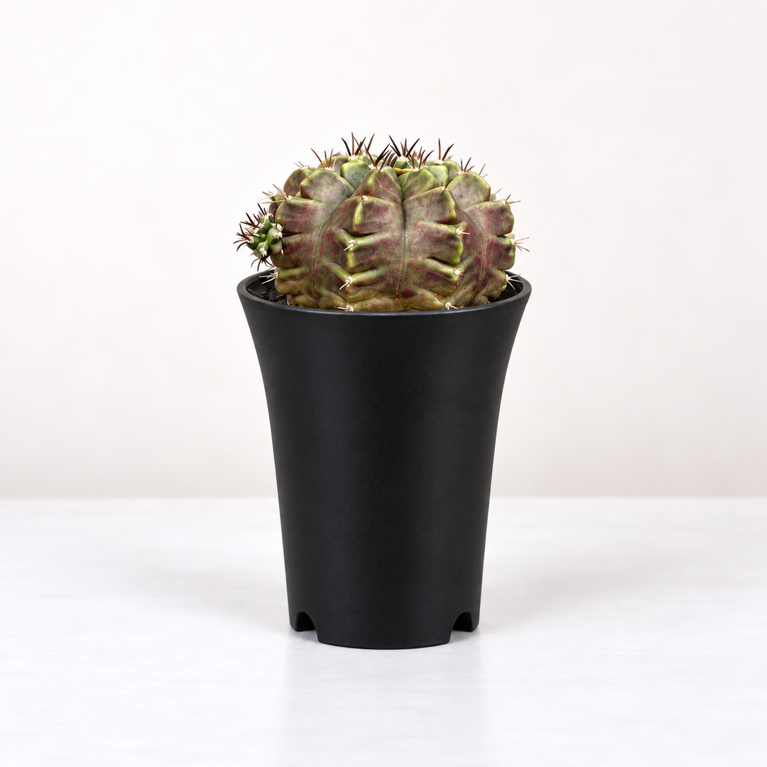Gymnocalycium mihanovichii Purple Nebula Foliage Dreams