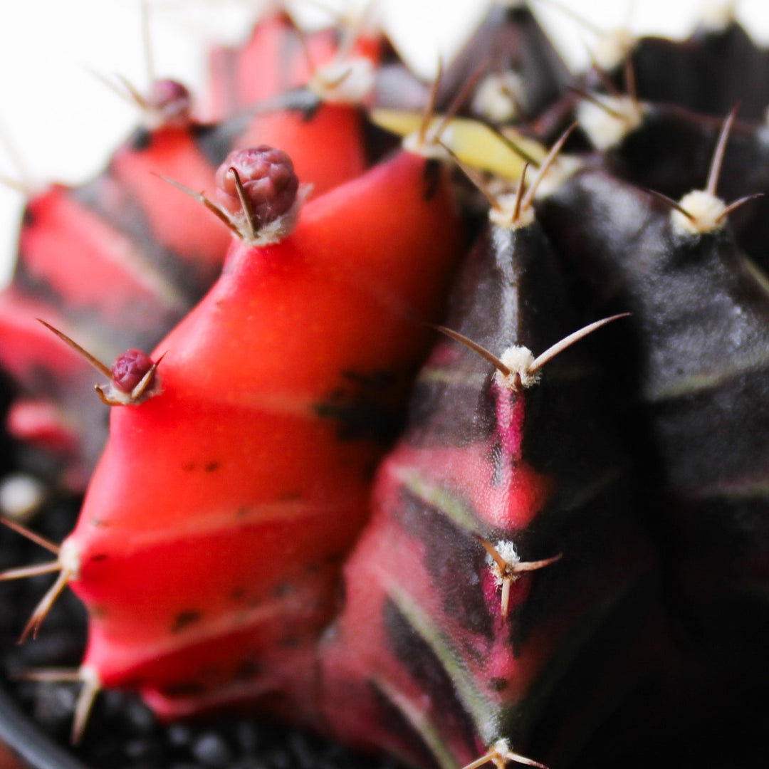 Gymnocalycium Mihanovichii Variegata - Schwarz, Rot Foliage Dreams