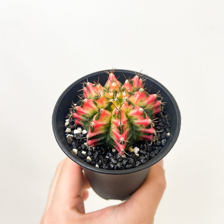 Gymnocalycium Multicolor Foliage Dreams