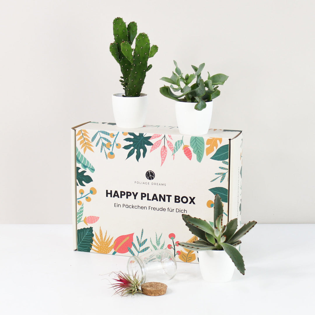 Happy Plant Box - Easy Care - Geschenk Foliage Dreams
