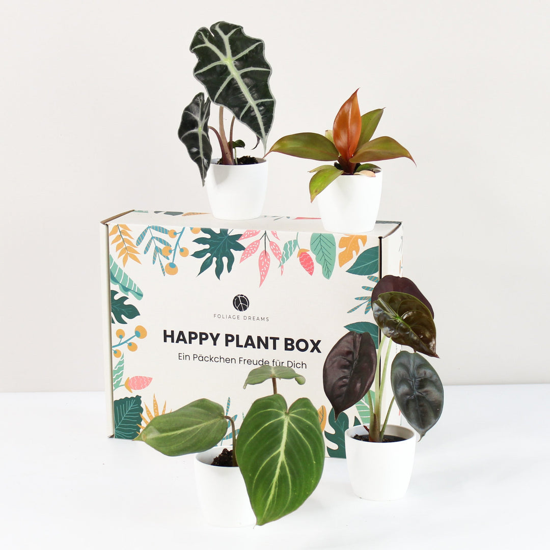 Happy Plant Box - Tropic Vibes – Foliage Dreams